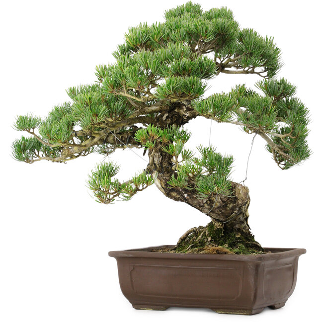Pinus parviflora, 50 cm, ca. 35 Jahre alt, mit einem Wurzelhals von 18 cm