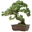 Pinus parviflora, 50 cm, ca. 35 Jahre alt, mit einem Wurzelhals von 18 cm