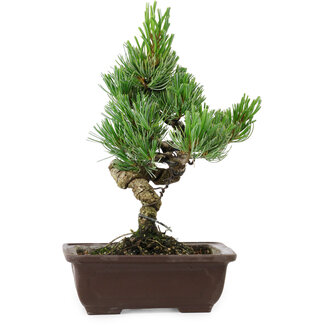 Pinus parviflora, 24 cm, ± 8 años de edad