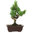 Pinus parviflora, 24 cm, ± 8 years old