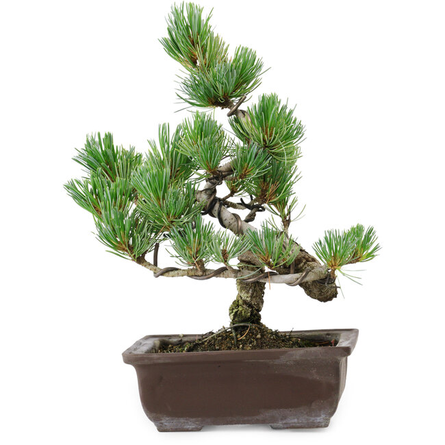 Pinus parviflora, 25 cm, ± 8 años de edad