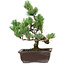 Pinus parviflora, 25 cm, ± 8 anni
