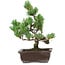 Pinus parviflora, 25 cm, ± 8 años de edad