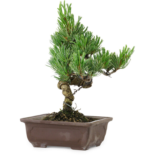 Pinus parviflora, 24 cm, ± 8 years old
