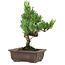 Pinus parviflora, 24 cm, ± 8 años de edad