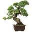 Pinus parviflora, 50 cm, ± 35 jaar oud, met een nebari van 18 cm.