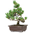 Pinus parviflora, 25 cm, ± 8 jaar oud