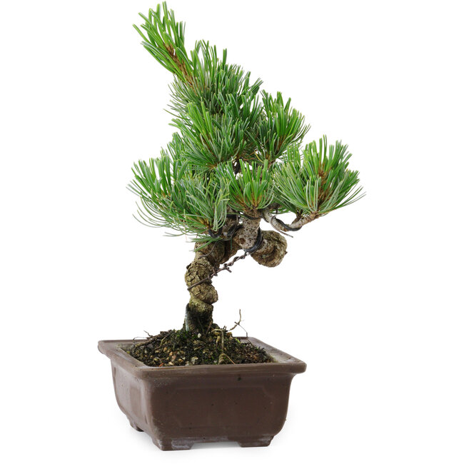 Pinus parviflora, 24 cm, ± 8 anni