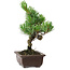 Pinus parviflora, 24 cm, ± 8 ans