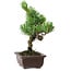 Pinus parviflora, 24 cm, ± 8 years old