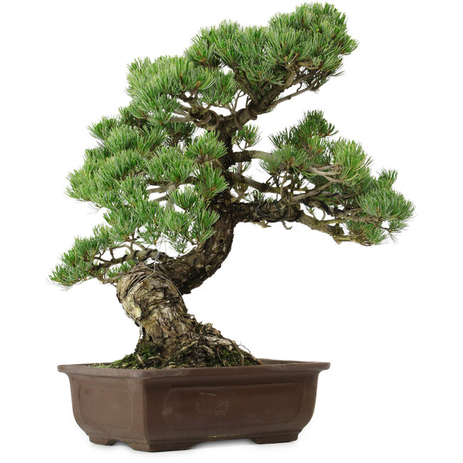 Pinus parviflora, 50 cm, ± 35 years old, with a nebari of 18 cm