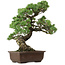 Pinus parviflora, 50 cm, ± 35 years old, with a nebari of 18 cm