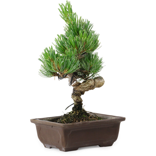 Pinus parviflora, 24 cm, ± 8 anni