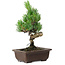 Pinus parviflora, 24 cm, ± 8 ans