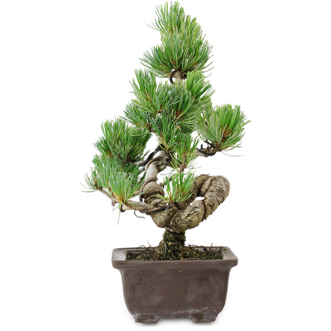 Pinus parviflora, 25 cm, ± 8 años de edad