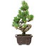 Pinus parviflora, 25 cm, ± 8 jaar oud