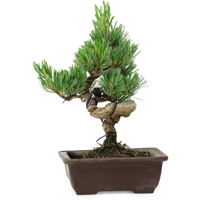 Pinus parviflora, 24 cm, ± 8 years old