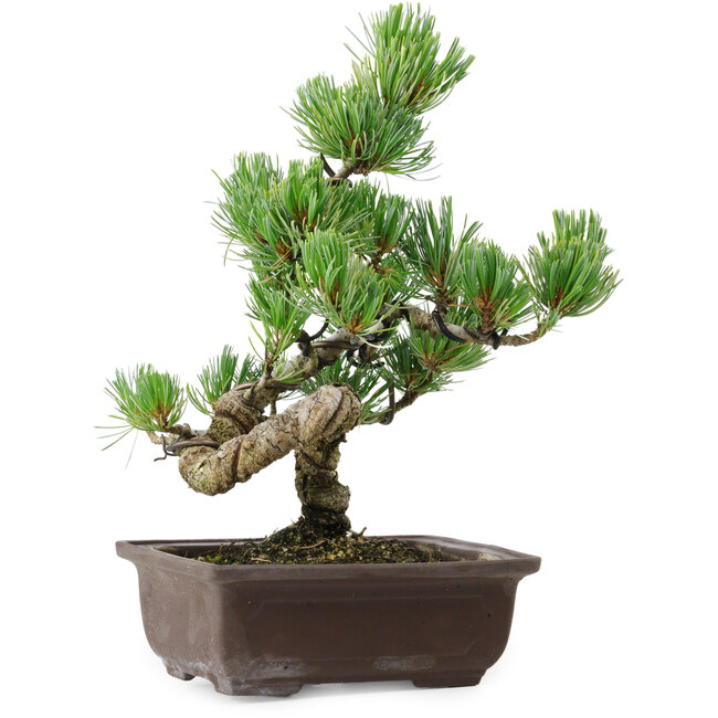 Pinus parviflora, 25 cm, ± 8 ans