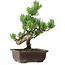 Pinus parviflora, 25 cm, ± 8 anni