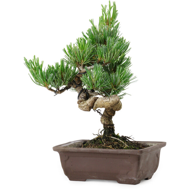 Pinus parviflora, 24 cm, ± 8 años de edad