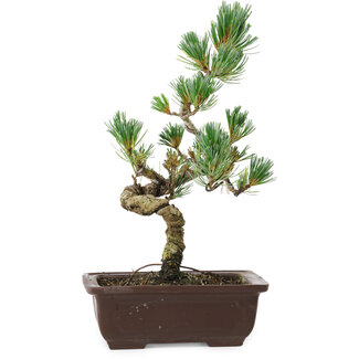 Pinus parviflora, 26 cm, ± 8 jaar oud