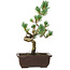Pinus parviflora, 26 cm, ± 8 Jahre alt