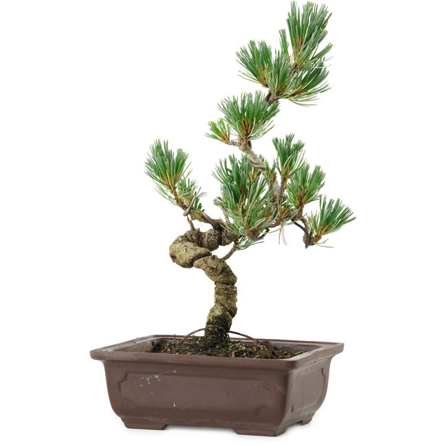 Pinus parviflora, 26 cm, ± 8 years old
