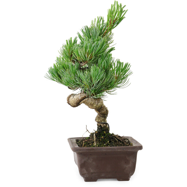 Pinus parviflora, 24 cm, ± 8 years old