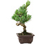 Pinus parviflora, 24 cm, ± 8 years old