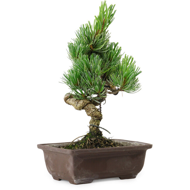 Pinus parviflora, 24 cm, ± 8 years old