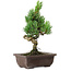 Pinus parviflora, 24 cm, ± 8 ans