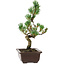 Pinus parviflora, 26 cm, ± 8 años de edad