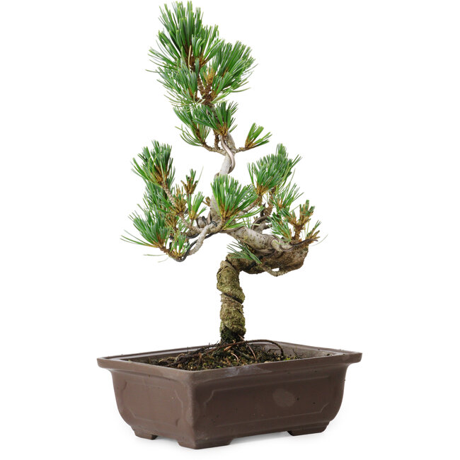 Pinus parviflora, 26 cm, ± 8 years old