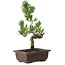 Pinus parviflora, 26 cm, ± 8 years old