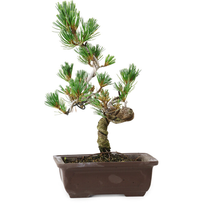 Pinus parviflora, 26 cm, ± 8 anni