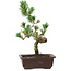 Pinus parviflora, 26 cm, ± 8 anni
