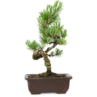 Pinus parviflora, 27 cm, ± 8 anni