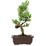 Pinus parviflora, 27 cm, ± 8 years old