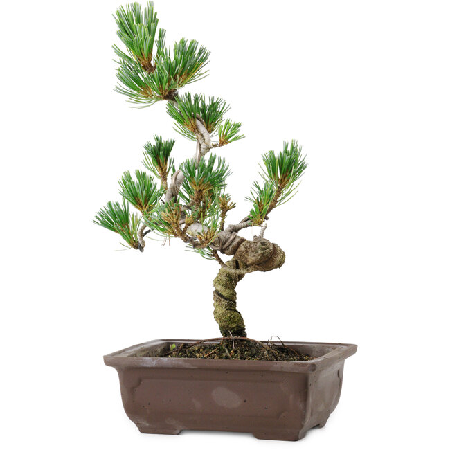 Pinus parviflora, 26 cm, ± 8 ans