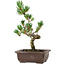 Pinus parviflora, 26 cm, ± 8 años de edad
