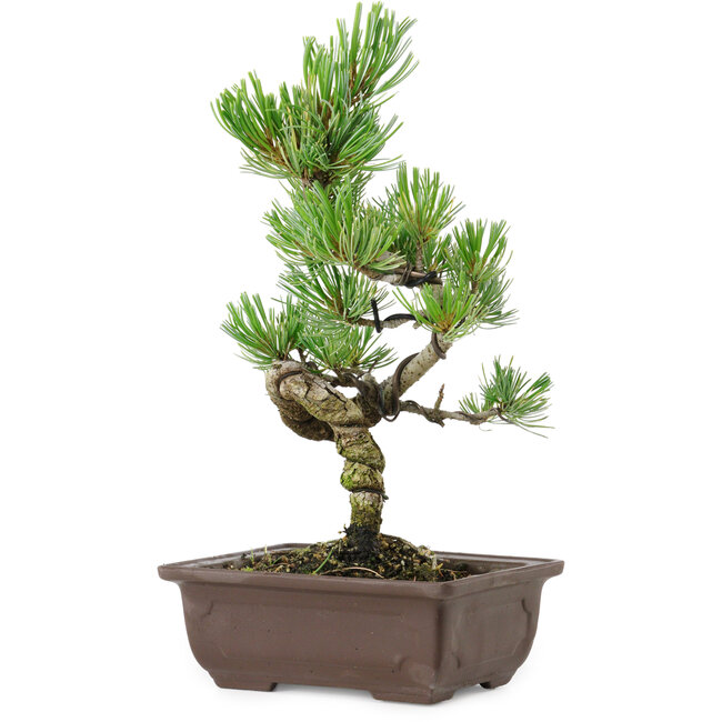 Pinus parviflora, 27 cm, ± 8 years old