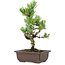 Pinus parviflora, 27 cm, ± 8 ans