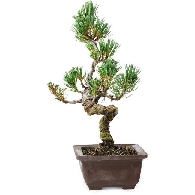 Pinus parviflora, 26 cm, ± 8 years old