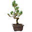Pinus parviflora, 26 cm, ± 8 ans