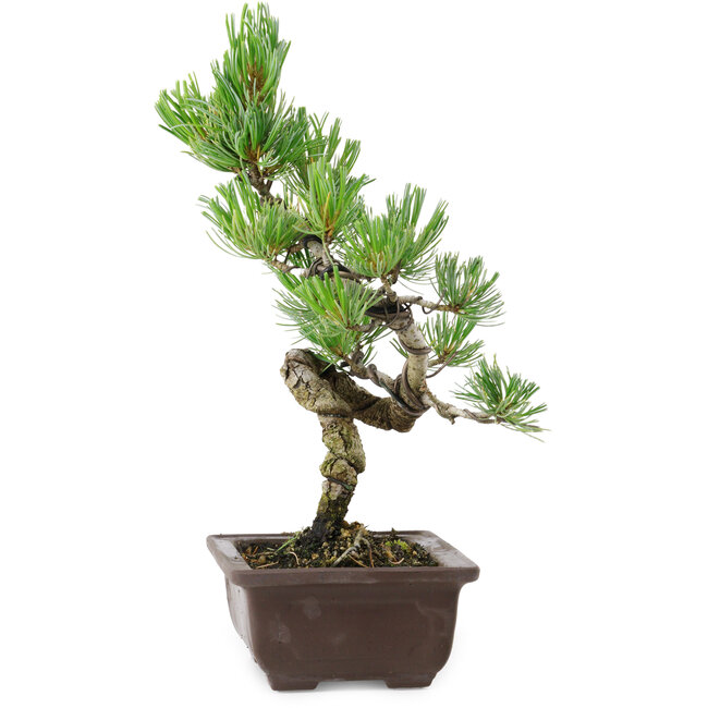 Pinus parviflora, 27 cm, ± 8 Jahre alt