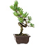 Pinus parviflora, 27 cm, ± 8 jaar oud