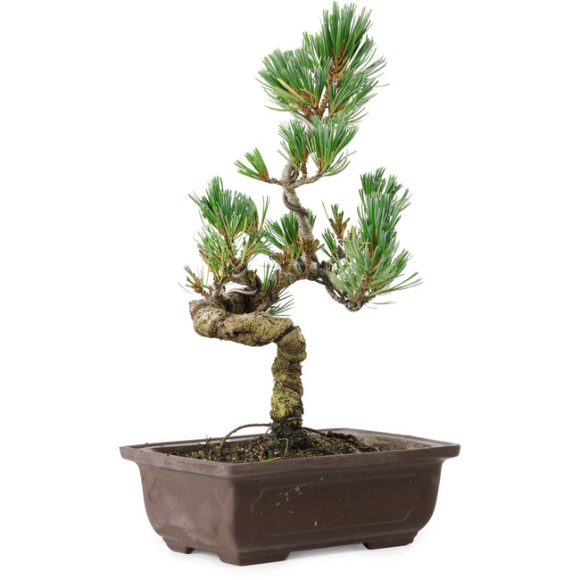 Pinus parviflora, 26 cm, ± 8 años de edad