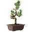 Pinus parviflora, 26 cm, ± 8 años de edad