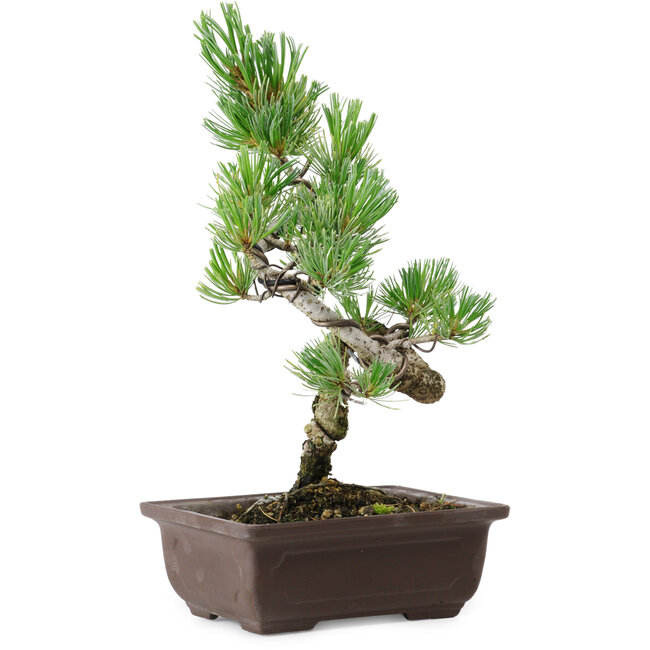 Pinus parviflora, 27 cm, ± 8 ans