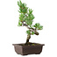 Pinus parviflora, 27 cm, ± 8 años de edad